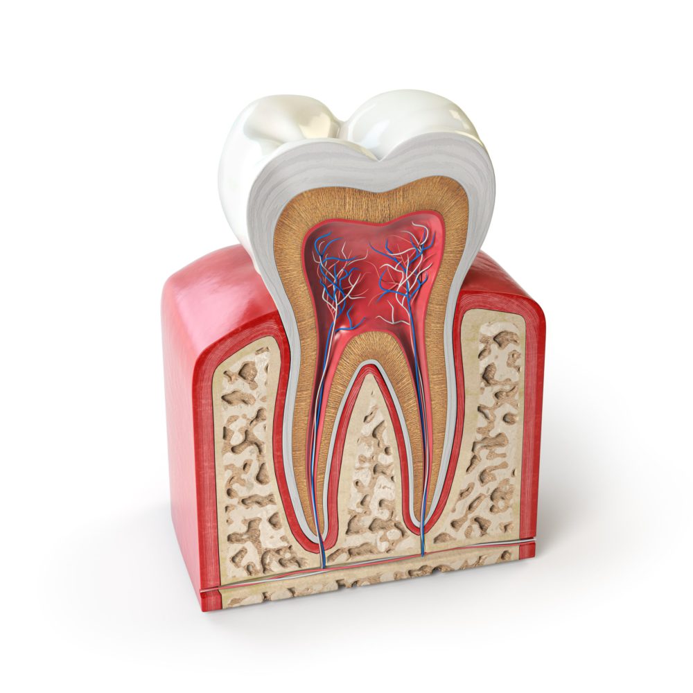 dental tooth anatomy cross section of human tooth 524MHAR 1 scaled e1636710524145